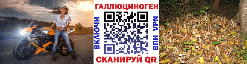 купить  цена  Нижняя Салда  Галлюциногенные грибы Cubensis 